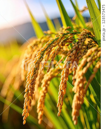 《AI画像》収穫間近のよく実った稲穂 128573475