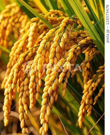 《AI画像》収穫間近のよく実った稲穂 128573476