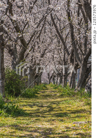 磐田市の道路沿いに咲く満開の桜のトンネルを歩く(静岡県) 磐田市の道路沿いに咲く満開の桜のトンネルを歩く(静岡県) 128573976