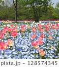 春の花壇に咲くチューリップの花とネモフィラ 128574345