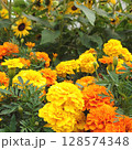 オレンジ色のマリーゴールドの花が咲いています 128574348