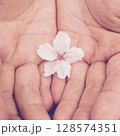 手のひらにのせた桜の花びら 128574351