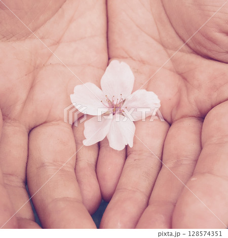 手のひらにのせた桜の花びら 128574351