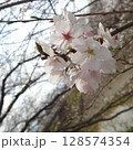 桜の花のある風景 128574354
