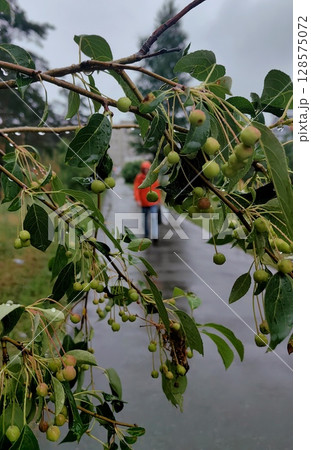 person walking on rainy path under green leaves, capturing tranquil moment in nature. closeup. 128575072