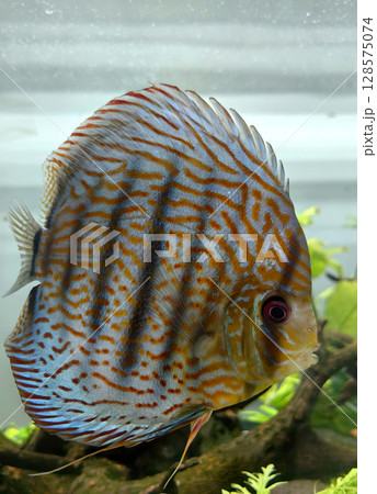 colorful discus fish swims gracefully in freshwater aquarium adorned with aquatic plants. colorful discus fish swims gracefully in freshwater aquarium adorned with aquatic plants. 128575074