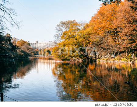吉祥寺 秋の井の頭公園 吉祥寺 秋の井の頭公園 128576630