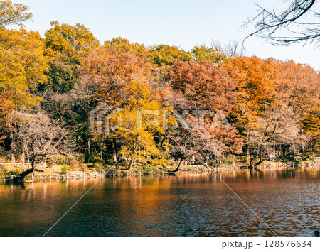 吉祥寺　秋の井の頭公園 128576634