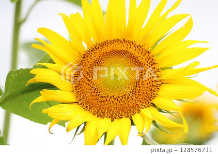 元気に咲くひまわり 元気に咲くひまわり 128576711