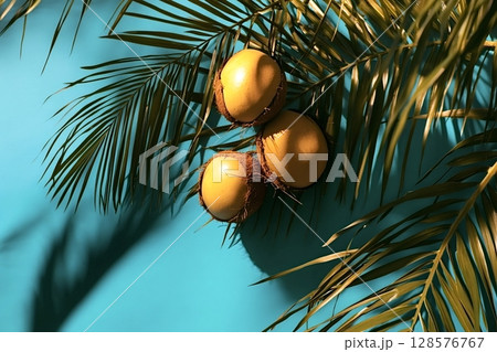 Three coconuts hanging from palm tree on turquoise background 128576767