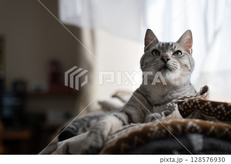 くつろぐ猫 サバトラ猫 くつろぐ猫 サバトラ猫 128576930