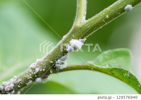 Insect mealybug colony damaging greenery, visible waxy secretions marking feeding sites on foliage Insect mealybug colony damaging greenery, visible waxy secretions marking feeding sites on foliage 128576940