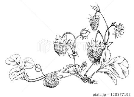 Strawberry on stems, flowers leaves vines tendrils, growing ripe garden berry pineberry strasberry. Isolated botanical hand drawn vector ink illustration. Farmers market, grocery packaging, decoupage 128577192