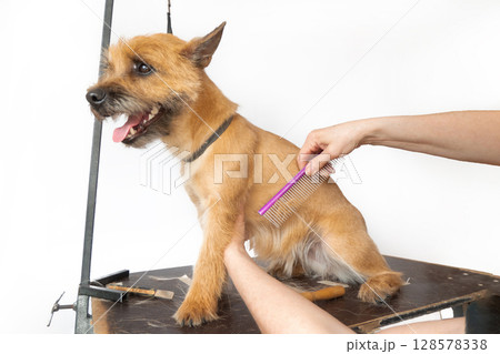 A trimmer woman who trims and cuts a dog pet A trimmer woman who trims and cuts a dog pet 128578338