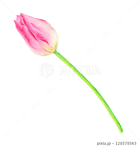 Beautiful pink tulip, hand drawn in watercolor, delicate realistic illustration, isolated on white background. Suitable for the design of cards, posters, labels, decor, etc. 128578563