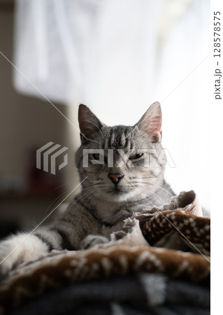 くつろぐ猫　サバトラ猫 128578575