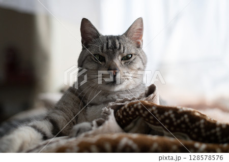 くつろぐ猫　サバトラ猫 128578576
