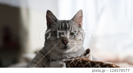 くつろぐ猫　サバトラ猫 128578577