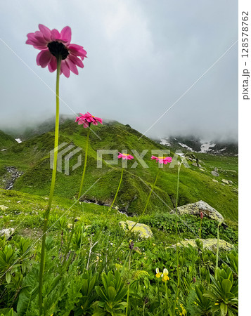 Flowers and mountains. Alpine meadows 128578762