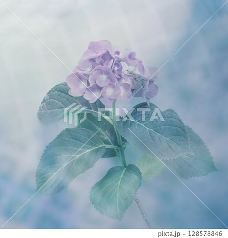 紫色の紫陽花と和柄のカメラ内多重露光写真 128578846