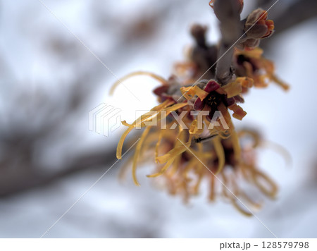 2月に咲きはじめたハマメリス･インターメディア「エレナ」の花 128579798