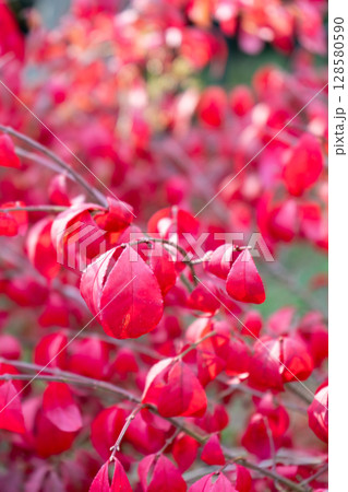 ニシキギの紅葉 128580590