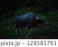 The wild gaur eating grass in the Cheow Lan Dam (Ratchaprapa Dam), Khao Sok National Park at Suratthani,Thailand 128581761