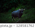 The wild gaur eating grass in the Cheow Lan Dam (Ratchaprapa Dam), Khao Sok National Park at Suratthani,Thailand 128581762