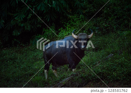 The wild gaur eating grass in the Cheow Lan Dam (Ratchaprapa Dam), Khao Sok National Park at Suratthani,Thailand 128581762