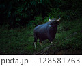 The wild gaur eating grass in the Cheow Lan Dam (Ratchaprapa Dam), Khao Sok National Park at Suratthani,Thailand 128581763