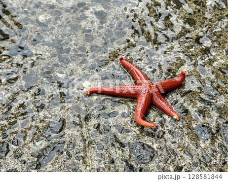 新潟県 佐渡ヶ島のヒトデ 海星の写真 画像 128581844