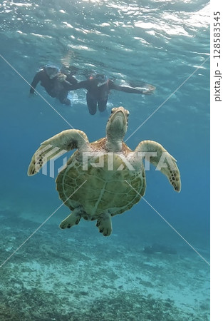 ウミガメと泳ぐ シュノーケリング 128583545