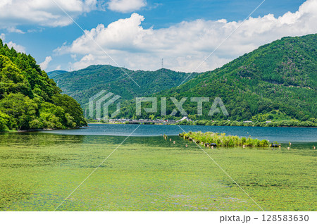 奥琵琶湖風景 湖面を覆う水草 滋賀県長浜市 奥琵琶湖風景 湖面を覆う水草 滋賀県長浜市 128583630