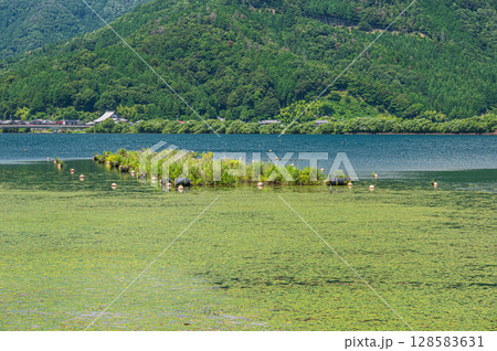 奥琵琶湖風景 湖面を覆う水草 滋賀県長浜市 奥琵琶湖風景 湖面を覆う水草 滋賀県長浜市 128583631