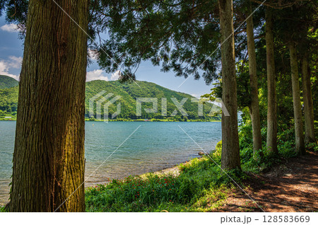 奥琵琶湖　湖岸に立つ針葉樹　滋賀県長浜市 128583669