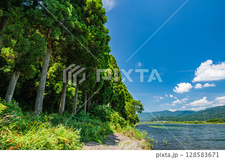 奥琵琶湖　湖畔の針葉樹林　滋賀県長浜市 128583671