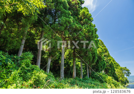 奥琵琶湖 湖畔の針葉樹林 滋賀県長浜市 奥琵琶湖 湖畔の針葉樹林 滋賀県長浜市 128583676