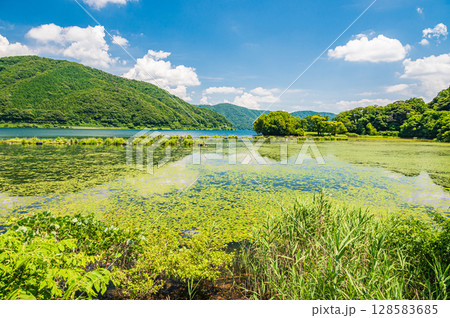奥琵琶湖　湖面を覆う水草　滋賀県長浜市 128583685