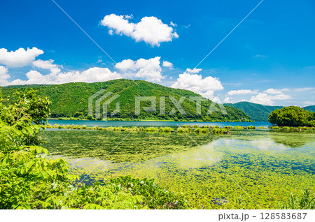 奥琵琶湖 湖面を覆う水草 滋賀県長浜市 奥琵琶湖 湖面を覆う水草 滋賀県長浜市 128583687