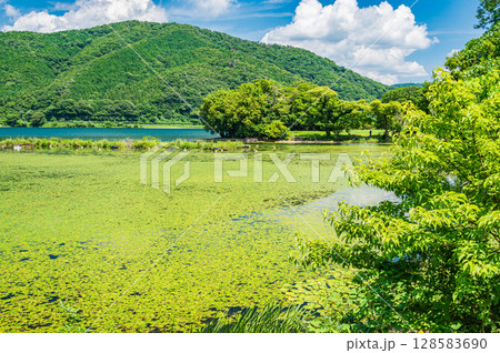 奥琵琶湖　湖面を覆う水草　滋賀県長浜市 128583690
