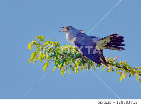 カッコウの囀り 128583718