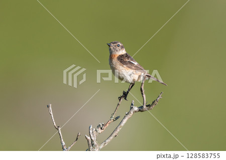 枝に止まるノビタキ 128583755