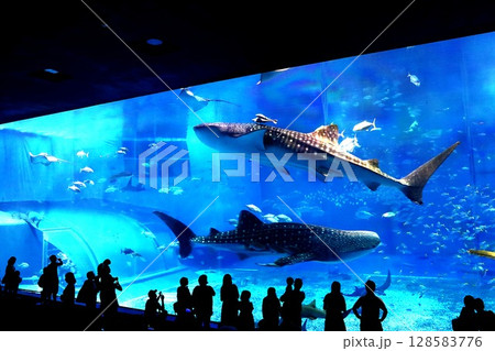 沖縄美ら海水族館の大水槽で泳ぐジンベエザメ 128583776