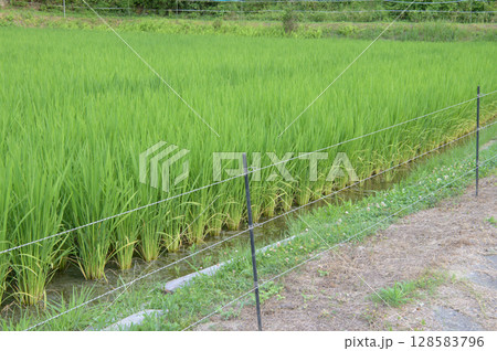 電気柵に囲まれた水田 128583796
