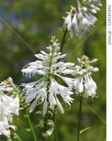 夏に咲く「ギボウシ」の花 128583842
