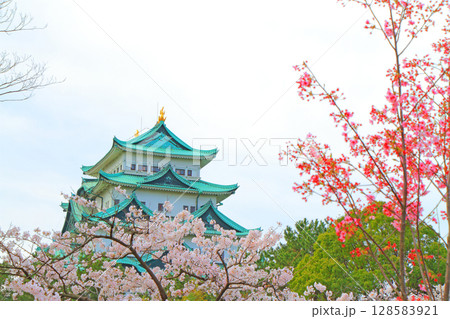 愛知県名古屋市、満開の桜と名古屋城の風景 愛知県名古屋市、満開の桜と名古屋城の風景 128583921