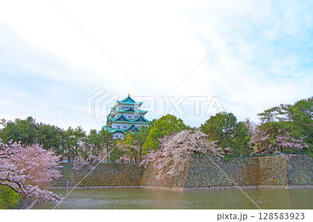 愛知県名古屋市、満開の桜と名古屋城の風景 128583923