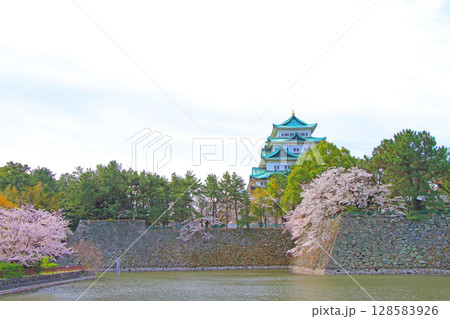 愛知県名古屋市、満開の桜と名古屋城の風景 128583926