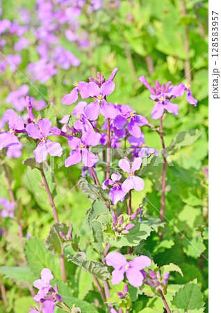 植物・ショカッサイ アブラナ科 植物・ショカッサイ アブラナ科 128583957