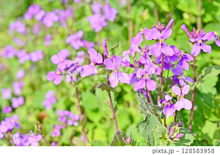 植物・ショカッサイ　アブラナ科 128583958